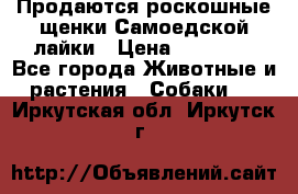 Продаются роскошные щенки Самоедской лайки › Цена ­ 40 000 - Все города Животные и растения » Собаки   . Иркутская обл.,Иркутск г.